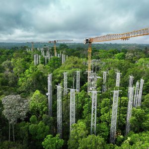 Four Liebherr 85 EC-B tower cranes rising above the Amazon rainforest canopy at the AmazonFACE research site near Manaus, Brazil